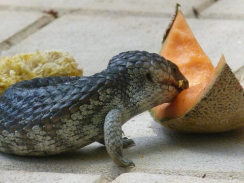 Seatrees Accommodation - New Castle Holiday 36