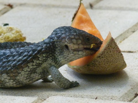 Seatrees Accommodation - New Castle Holiday 35