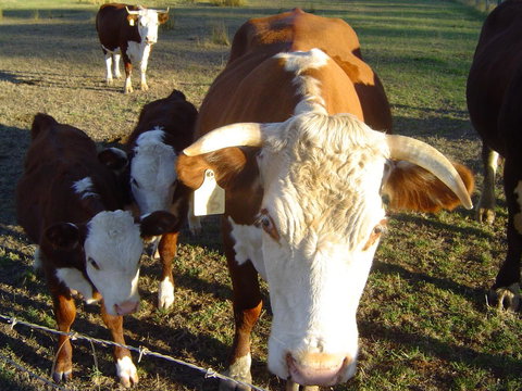 Kangaroo Valley Cottage - New Castle Holiday 18