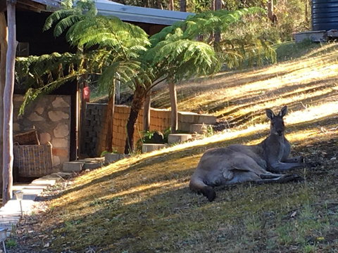 Kangaroo Valley Cottage - New Castle Holiday 3