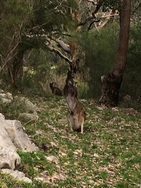 Kangaroo Valley Cottage - New Castle Holiday 17