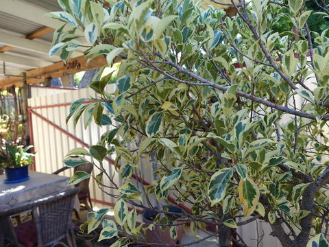 The Blacksmiths Cottage - New Castle Holiday 21