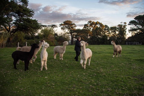 Celestine Retreat - New Castle Holiday 6