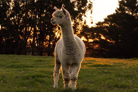 Celestine Retreat - New Castle Holiday 10