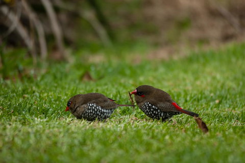 Celestine Retreat - New Castle Holiday 12