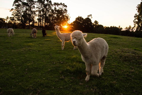 Celestine Retreat - New Castle Holiday 2