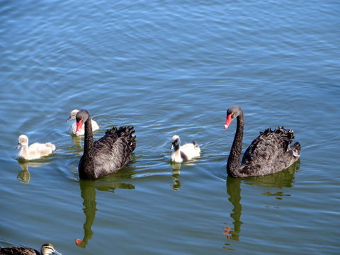 Yunderup Kannie Kottage - New Castle Holiday 3