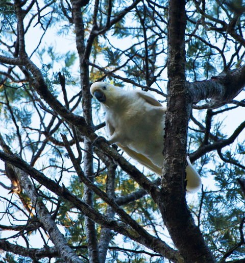 Tyenna River Cottages - New Castle Holiday 4