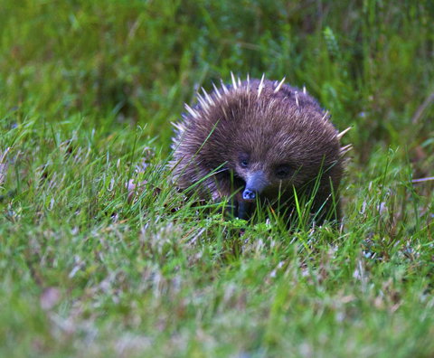 Tyenna River Cottages - New Castle Holiday 10