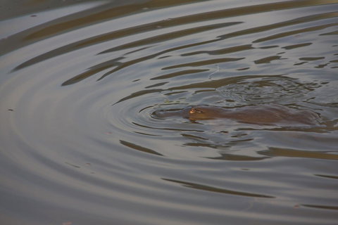 Tyenna River Cottages - New Castle Holiday 24