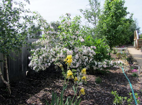 Elm Trees Accommodation @ Ross - New Castle Holiday 7