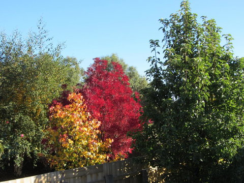 Elm Trees Accommodation @ Ross - New Castle Holiday 21