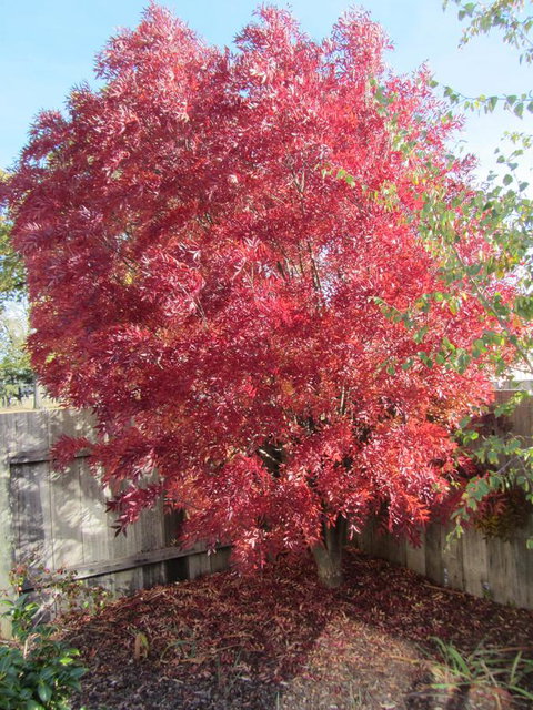 Elm Trees Accommodation @ Ross - New Castle Holiday 22