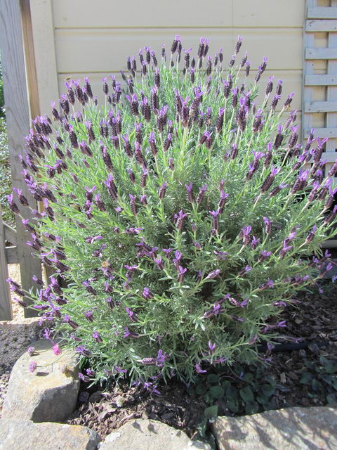 Elm Trees Accommodation @ Ross - New Castle Holiday 23