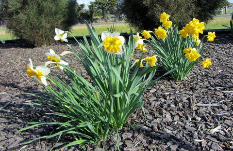 Elm Trees Accommodation @ Ross - New Castle Holiday 26