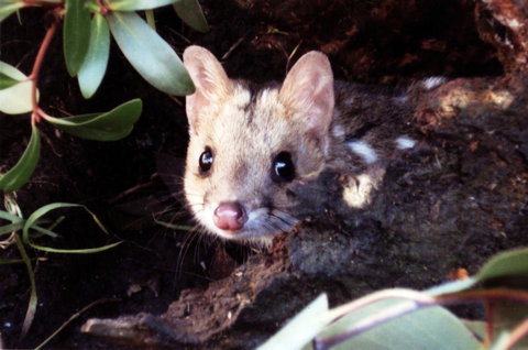 Cradle Mountain Love Shack - New Castle Holiday 16