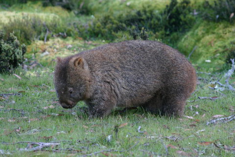 Cradle Mountain Love Shack - New Castle Holiday 27