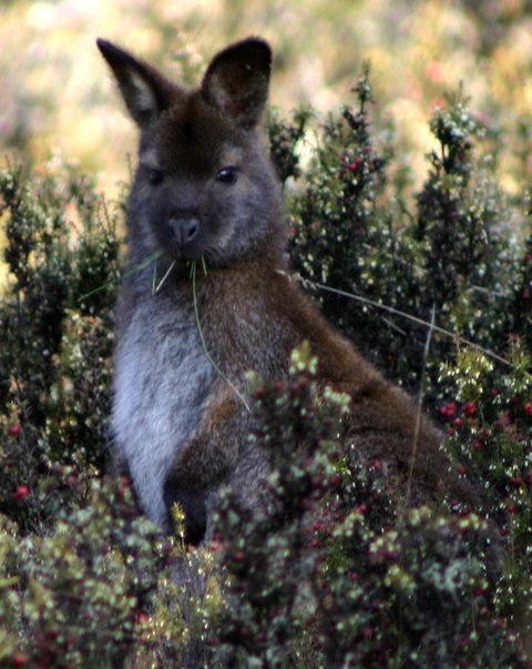 Cradle Mountain Love Shack - New Castle Holiday 21