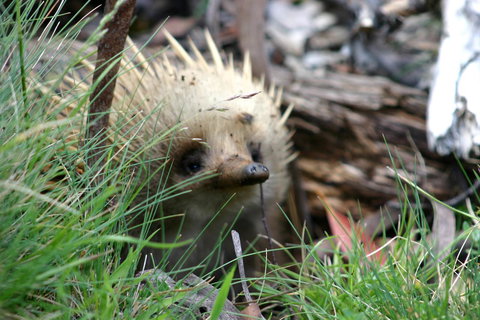 Cradle Mountain Love Shack - New Castle Holiday 23