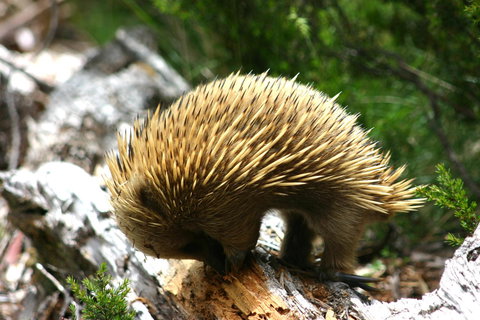 Cradle Mountain Love Shack - New Castle Holiday 22