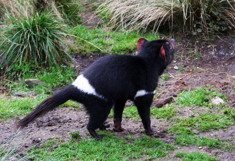 Cradle Mountain Love Shack - New Castle Holiday 18