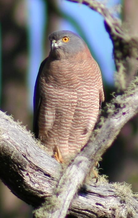 Cradle Mountain Love Shack - New Castle Holiday 13