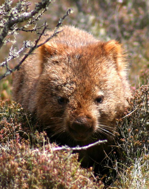 Cradle Mountain Love Shack - New Castle Holiday 24