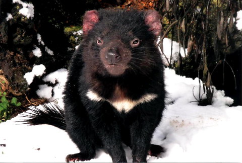 Cradle Mountain Love Shack - New Castle Holiday 17
