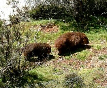 Cradle Mountain Love Shack - New Castle Holiday 26