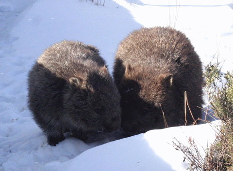 Cradle Mountain Love Shack - New Castle Holiday 25
