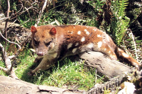 Cradle Mountain Love Shack - New Castle Holiday 15