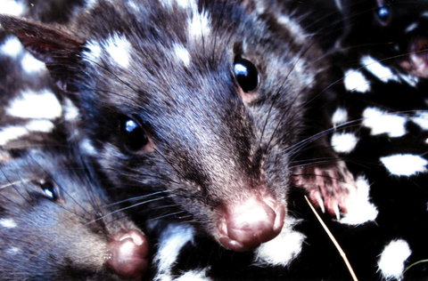 Cradle Mountain Love Shack - New Castle Holiday 20