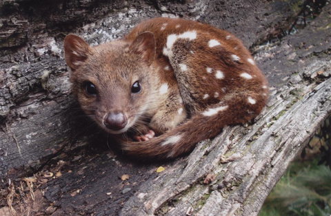 Cradle Mountain Love Shack - New Castle Holiday 19