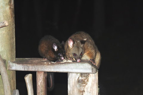 Cradle Mountain Love Shack - New Castle Holiday 14