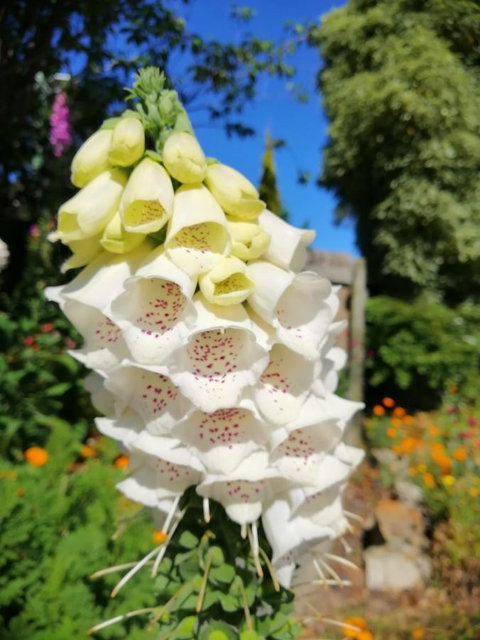 Hamlet Downs Country Accommodation - New Castle Holiday 9