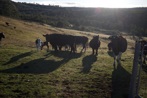 Hamlet Downs Country Accommodation - New Castle Holiday 24