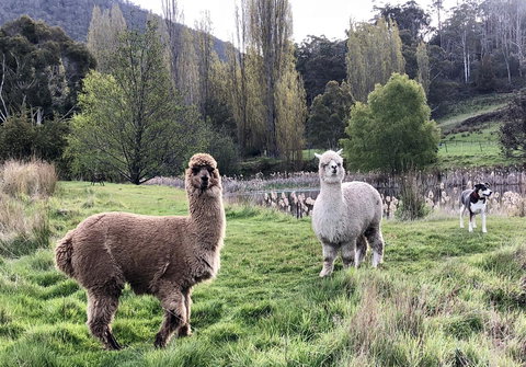 Hamlet Downs Country Accommodation - New Castle Holiday 6