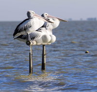 Pelican Perch Retreat - New Castle Holiday