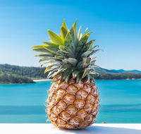 Pineapple House Whitsundays - New Castle Holiday