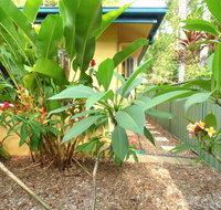 Rainforest Cottage Cairns - New Castle Holiday