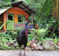 Rainforest Hideaway - New Castle Holiday