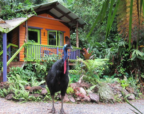 Rainforest Hideaway - New Castle Holiday 0