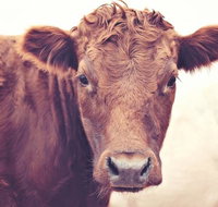 Redwing Farm Stay - New Castle Holiday