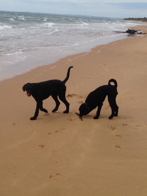 River Cottage Eagle Point - New Castle Holiday 1