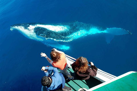 Shelly Beach Motel - New Castle Holiday 2