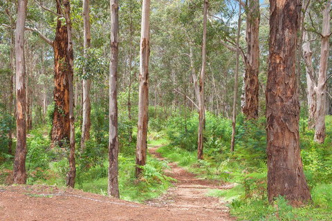 Shiraz Studio - New Castle Holiday 1