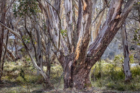 Snowgums 07 - New Castle Holiday 3