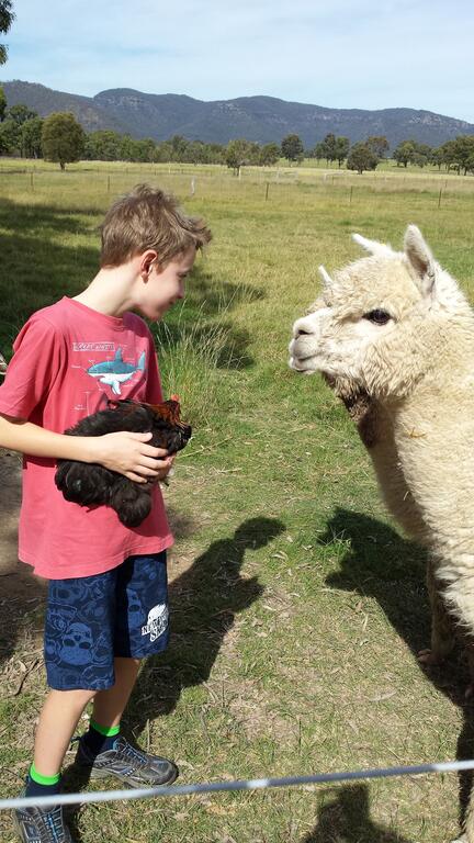 Starline Alpacas Farmstay Resort - New Castle Holiday 3