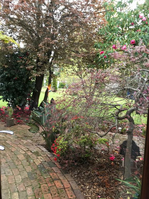 Stony Rise Cottage B&B - New Castle Holiday 1