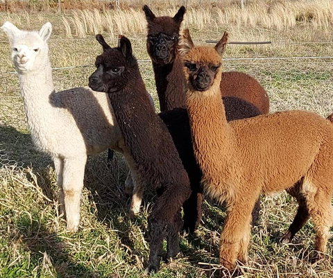 Straw House B And B - New Castle Holiday 1